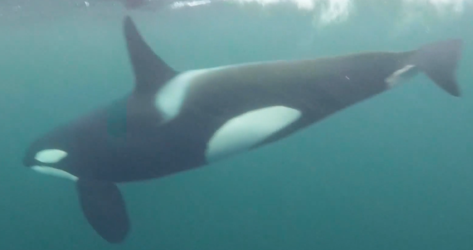snorkling orki, nurkowaie orki, norwegia orki